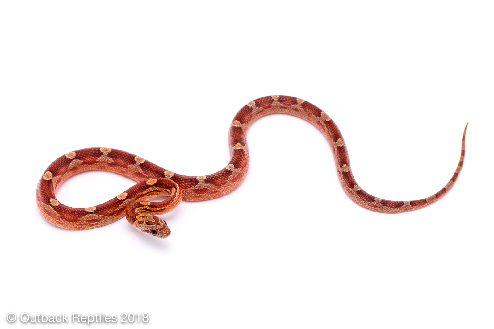 blood red motley | Outback Reptiles