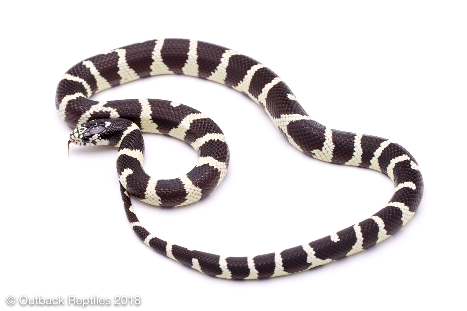 california kingsnake for sale