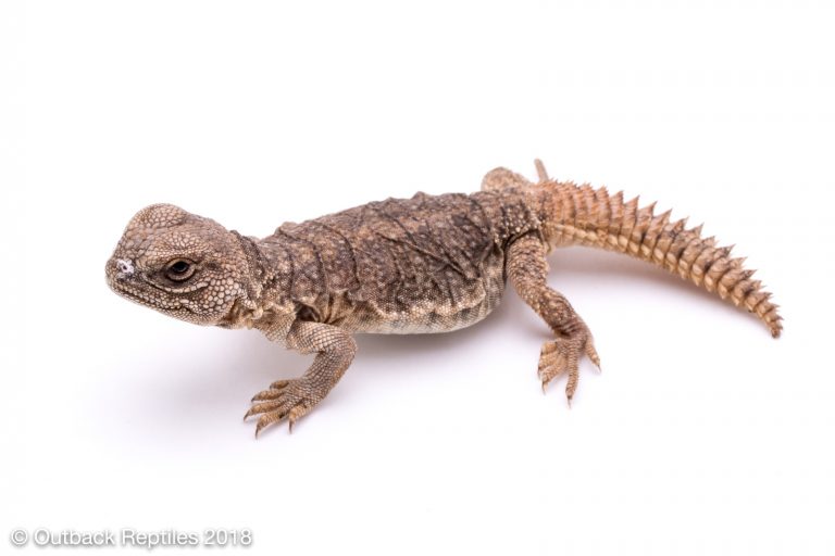 Moroccan Uromastyx 2 Outback Reptiles