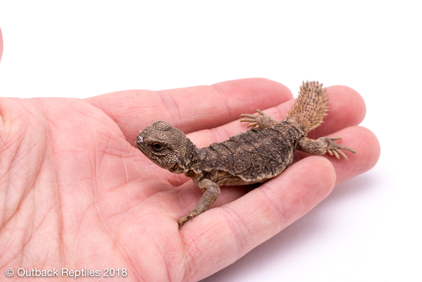 Moroccan Uromastyx 3 Outback Reptiles