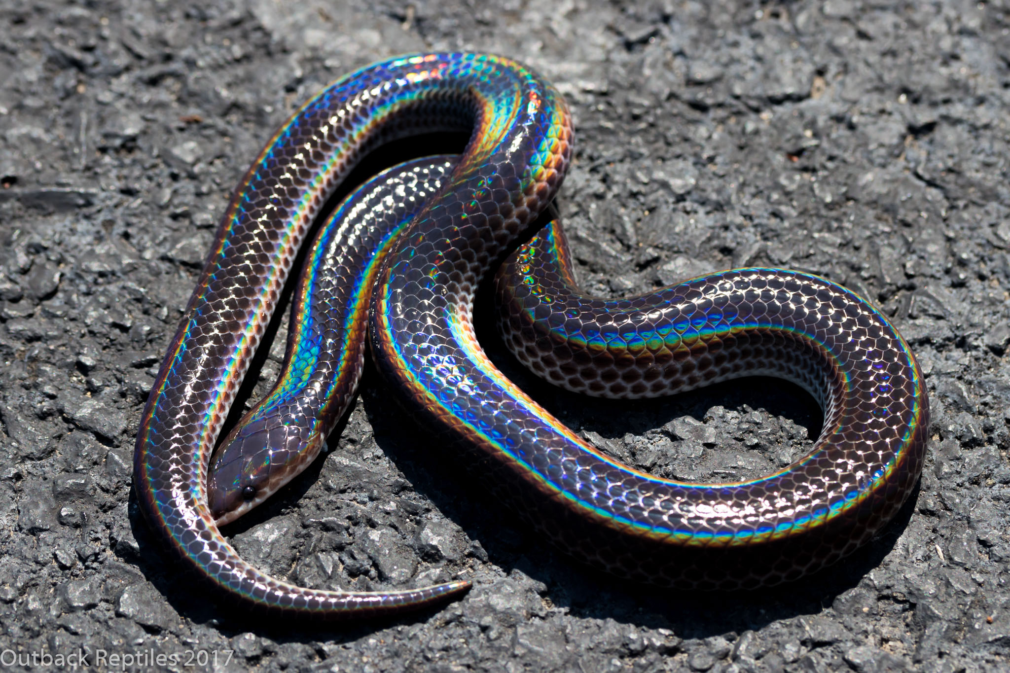 Sunbeam Snake