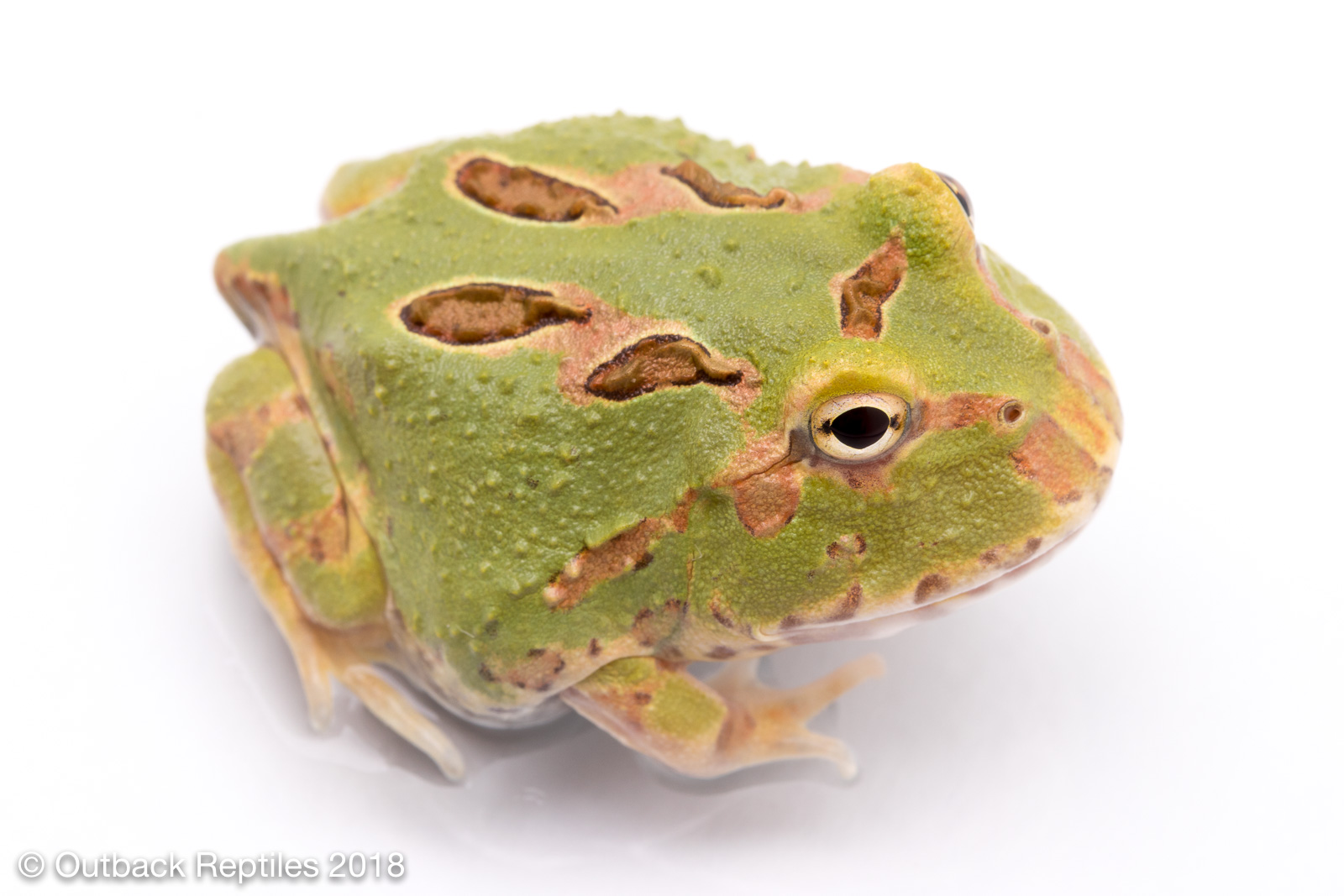 4 spot pac man frog | Outback Reptiles