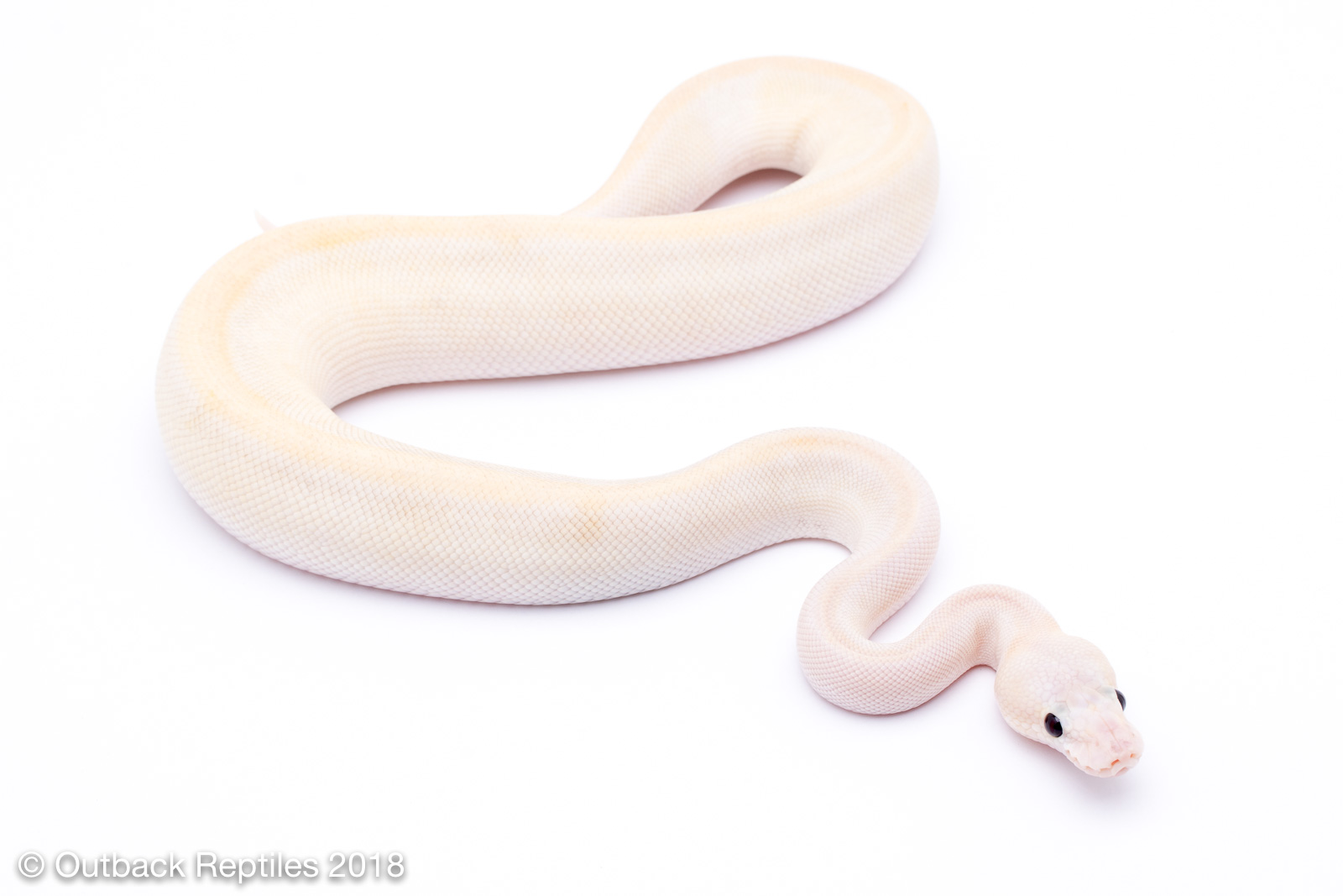 Super Pastel lesser champagne 1 Outback Reptiles
