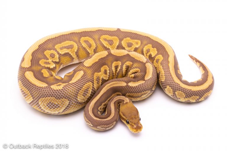 Outback Reptiles Live Reptiles for Sale!