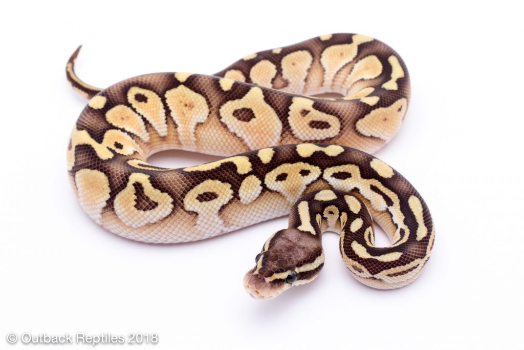 pastel lesser male Outback Reptiles