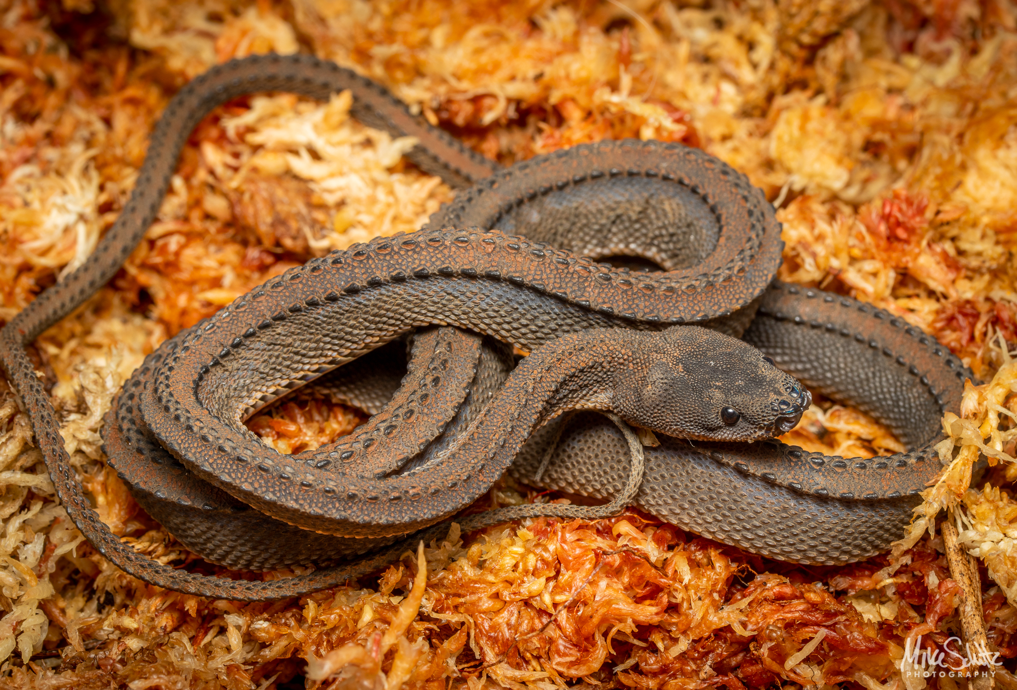 Dragon Snake - Reptiles Magazine