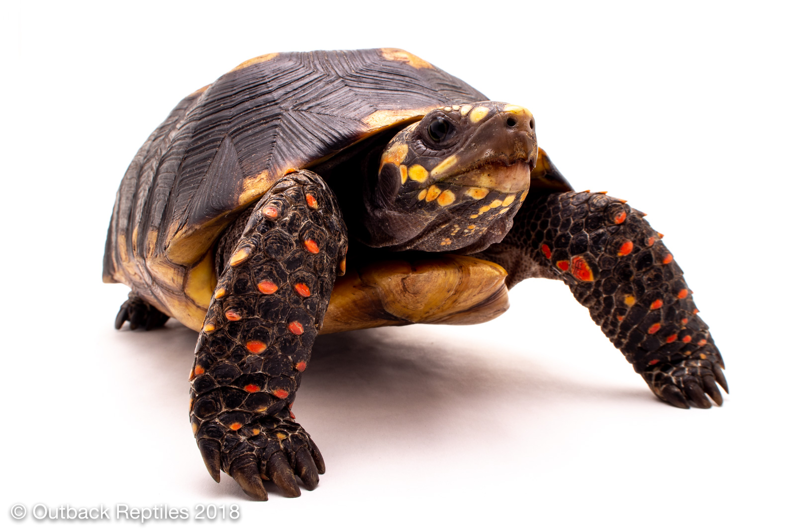 Redfoot Tortoise 8 10 Farm Raised Juvenile Outback Reptiles