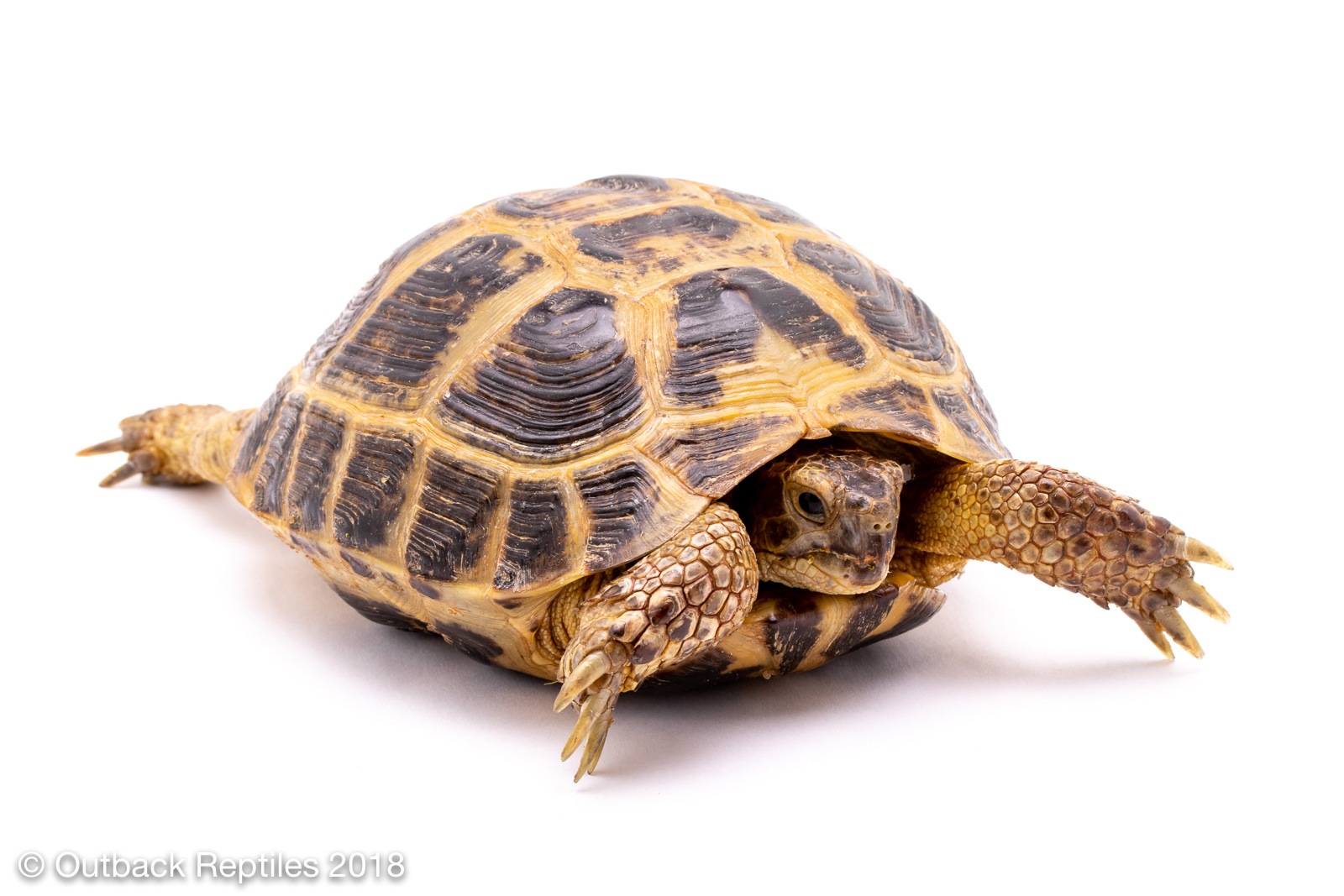 Turtle на русский. Russian Turtles. Cites Russian Tortoise. 19 L Tortoise. Как будет на русском Tortoises.