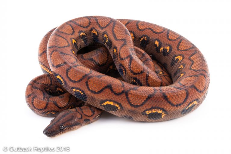 Outback Reptiles Live Reptiles for Sale!