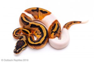 pied ball python for sale