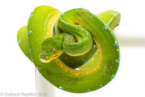 jayapura green tree python