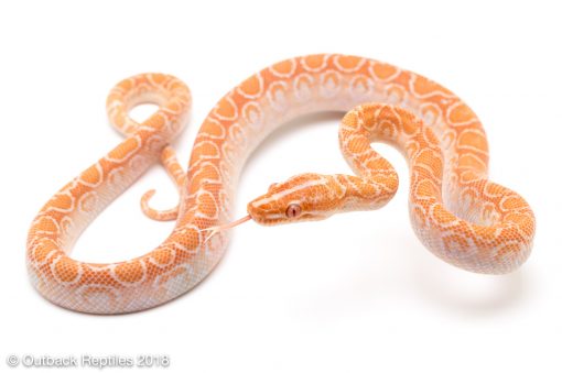 albino brazilian rainbow boa