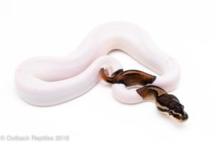 pied ball python for sale