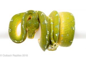 cyclops green tree python