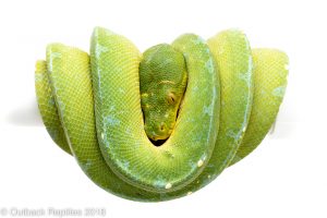 jayapura green tree python