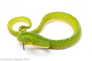 jayapura green tree python