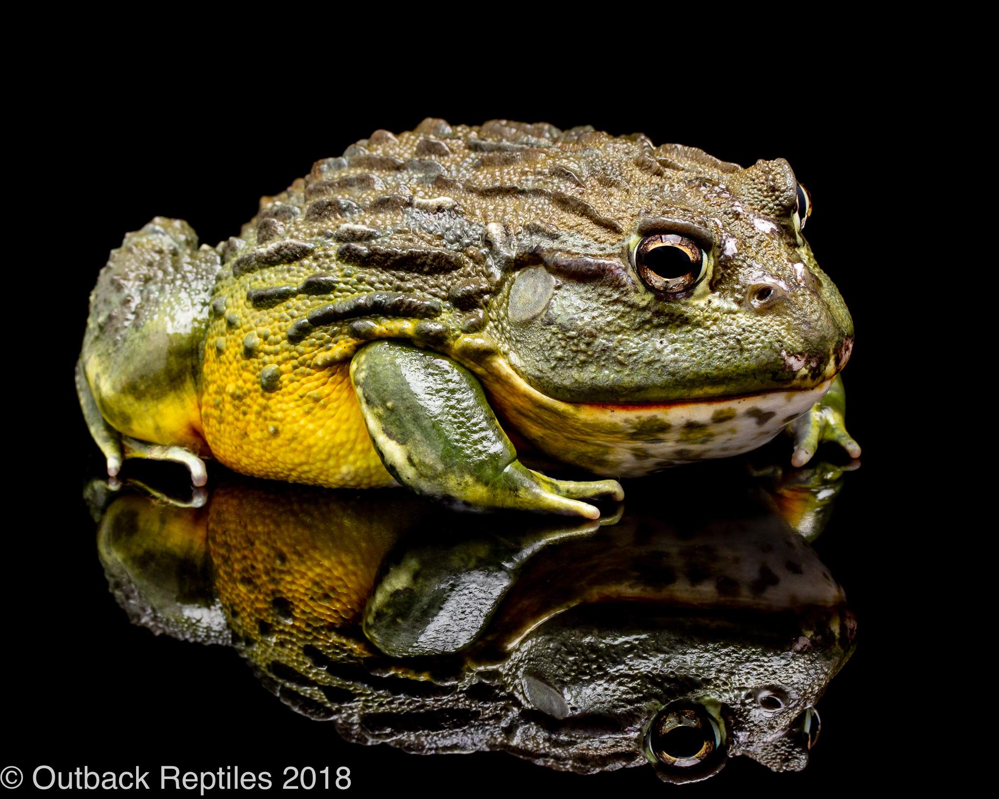 Pixie frog male Outback Reptiles