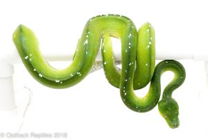 aru green tree python