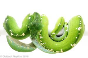 aru green tree python