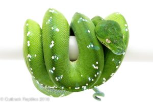 aru green tree python