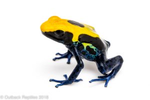 dart frog for sale