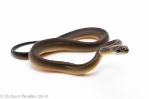 brown water python