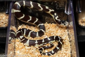 california kingsnake for sale