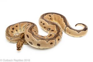 clown ball python