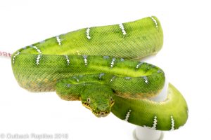 emerald tree boa