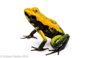 dart frog for sale