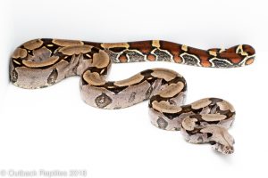 guyana redtail boa