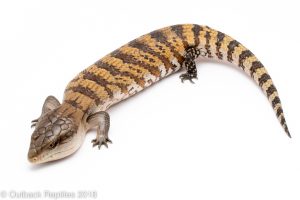 irian jaya blue tongue skink