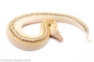 Ivory Blood Python