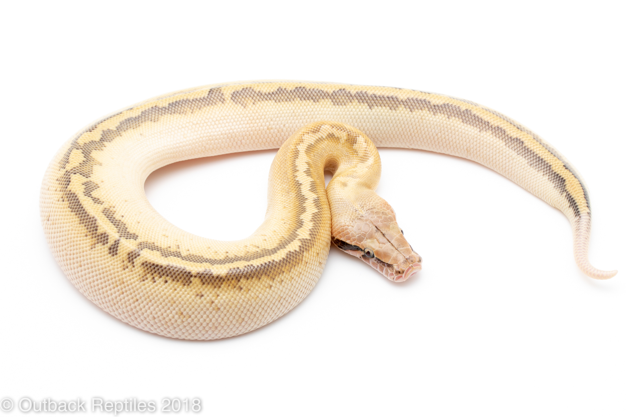 Ivory Blood Python