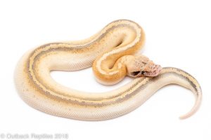 Ivory Blood python