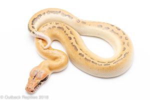 Ivory Blood Python