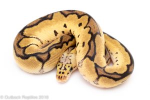 clown ball python for sale