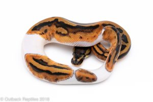 pied ball python for sale