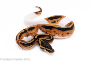 pied ball python for sale