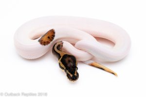 pied ball python for sale