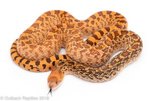 red bullsnake