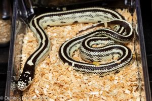 california kingsnake for sale