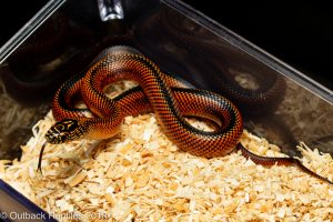 goini kingsnake for sale