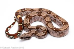 suriname red tail boa