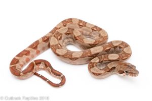 albino central american boa