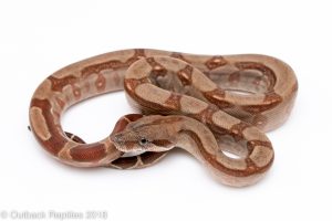 albino central american boa