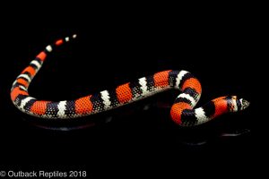 tricolor hognose snake for sale