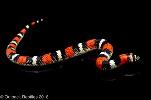 tricolor hognose snake for sale
