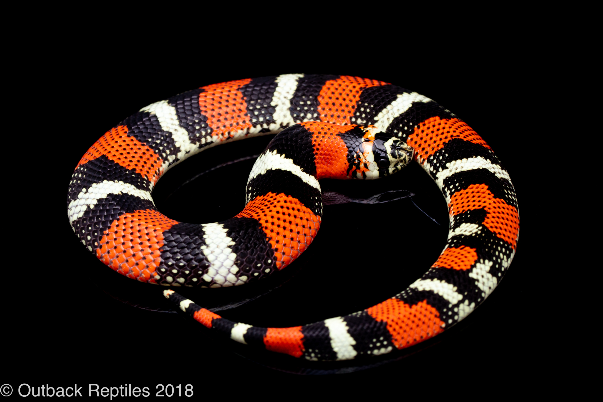 tricolor hognose snake for sale