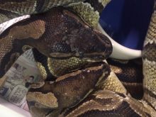 Sub Saharen Ball Python Volta Ball Pythons | Outback Reptiles